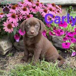 Carly, Chocolate Labrador Retriever Puppy
